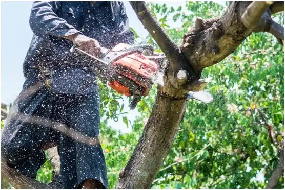 tree services Clintwood